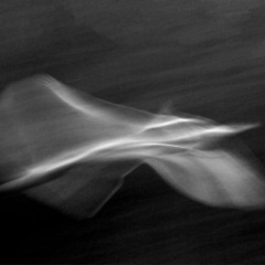 Ghostly Movement: A Swan in Flight
