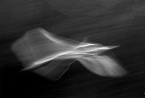 Ghostly Movement: A Swan in Flight