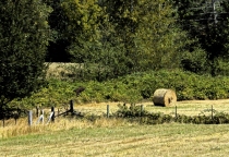 Sharing the Harvest