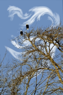 Fir Island Eagles Enjoying the View