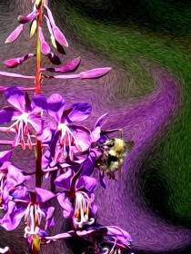 Fireweed and the Bee