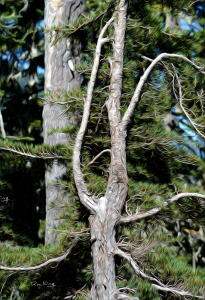 Forest Friends - Stress and Survival in the High Mountains