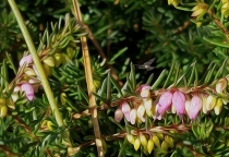 Heather giganteum