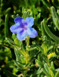 Ladybug-Lithodora-robustus