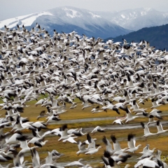 Mountain of Geese