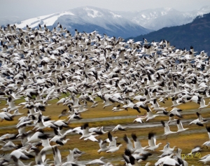 Mountain of Geese