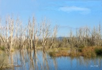 Glassy Lagoon