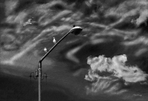 Seagull Rest Stop