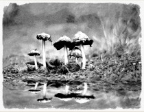 Shaggy Mane Outpost