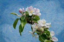 Springs Blossoms