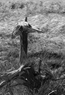 Swamp Bird