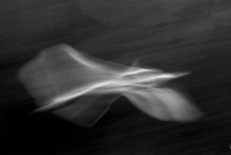 Swan in Flight
