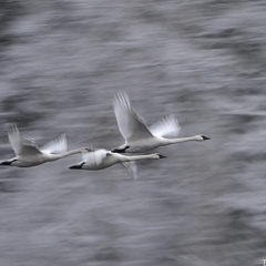 Three Swans in Flight
