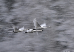 Three Swans in Flight